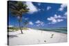 Palm Trees in the Breeze Cayman Islands-George Oze-Stretched Canvas