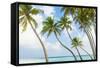Palm Trees in the Maldives-John Harper-Framed Stretched Canvas