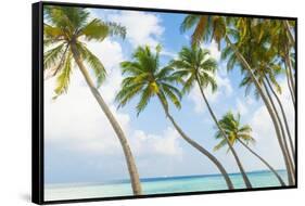 Palm Trees in the Maldives-John Harper-Framed Stretched Canvas