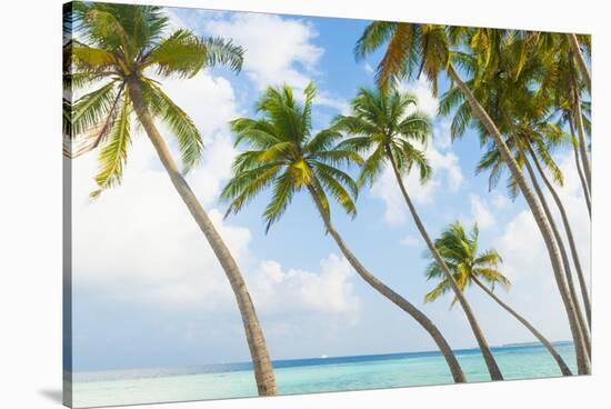 Palm Trees in the Maldives-John Harper-Stretched Canvas