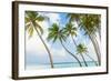 Palm Trees in the Maldives-John Harper-Framed Photographic Print