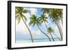 Palm Trees in the Maldives-John Harper-Framed Photographic Print