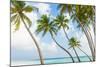 Palm Trees in the Maldives-John Harper-Mounted Photographic Print