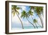 Palm Trees in the Maldives-John Harper-Framed Photographic Print