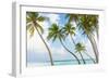 Palm Trees in the Maldives-John Harper-Framed Photographic Print