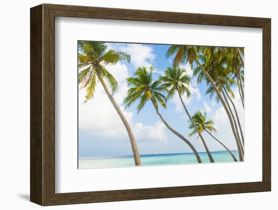 Palm Trees in the Maldives-John Harper-Framed Photographic Print