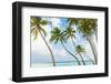 Palm Trees in the Maldives-John Harper-Framed Photographic Print