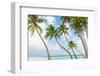 Palm Trees in the Maldives-John Harper-Framed Photographic Print