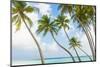 Palm Trees in the Maldives-John Harper-Mounted Photographic Print