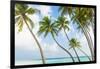 Palm Trees in the Maldives-John Harper-Framed Photographic Print