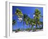 Palm Trees, Jambiani, Island of Zanzibar, Tanzania, East Africa, Africa-Lee Frost-Framed Photographic Print