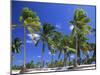 Palm Trees, Jambiani, Island of Zanzibar, Tanzania, East Africa, Africa-Lee Frost-Mounted Photographic Print