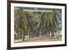 Palm Trees, Key West, Florida-null-Framed Premium Giclee Print