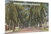 Palm Trees, Key West, Florida-null-Mounted Premium Giclee Print