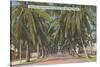 Palm Trees, Key West, Florida-null-Stretched Canvas