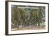 Palm Trees, Key West, Florida-null-Framed Art Print