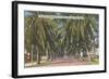 Palm Trees, Key West, Florida-null-Framed Art Print