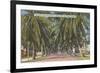 Palm Trees, Key West, Florida-null-Framed Art Print