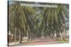 Palm Trees, Key West, Florida-null-Stretched Canvas