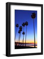 Palm trees, La Jolla Shores Beach, La Jolla, San Diego, California, United States of America, North-Richard Cummins-Framed Photographic Print