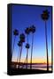 Palm trees, La Jolla Shores Beach, La Jolla, San Diego, California, United States of America, North-Richard Cummins-Framed Stretched Canvas