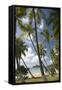 Palm Trees, Lambert Beach, Tortola, British Virgin Islands-Macduff Everton-Framed Stretched Canvas