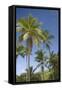 Palm Trees, Lambert Beach, Tortola, British Virgin Islands-Macduff Everton-Framed Stretched Canvas