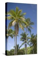 Palm Trees, Lambert Beach, Tortola, British Virgin Islands-Macduff Everton-Stretched Canvas