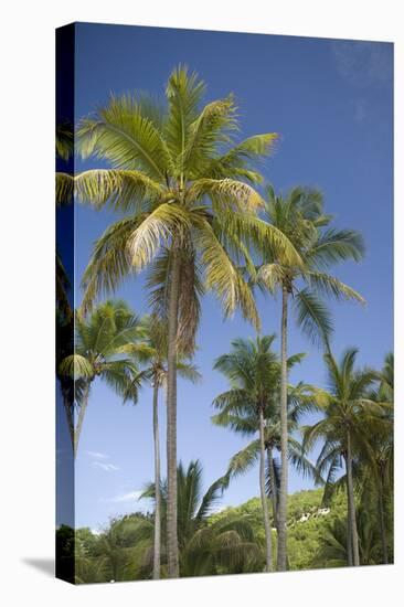 Palm Trees, Lambert Beach, Tortola, British Virgin Islands-Macduff Everton-Stretched Canvas