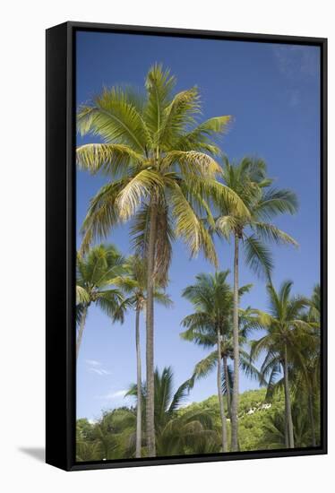 Palm Trees, Lambert Beach, Tortola, British Virgin Islands-Macduff Everton-Framed Stretched Canvas