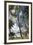 Palm Trees, Lambert Beach, Tortola, British Virgin Islands-Macduff Everton-Framed Photographic Print