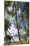 Palm Trees, Lambert Beach, Tortola, British Virgin Islands-Macduff Everton-Mounted Photographic Print