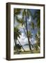 Palm Trees, Lambert Beach, Tortola, British Virgin Islands-Macduff Everton-Framed Photographic Print