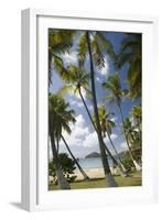 Palm Trees, Lambert Beach, Tortola, British Virgin Islands-Macduff Everton-Framed Photographic Print