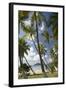 Palm Trees, Lambert Beach, Tortola, British Virgin Islands-Macduff Everton-Framed Photographic Print