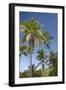 Palm Trees, Lambert Beach, Tortola, British Virgin Islands-Macduff Everton-Framed Photographic Print