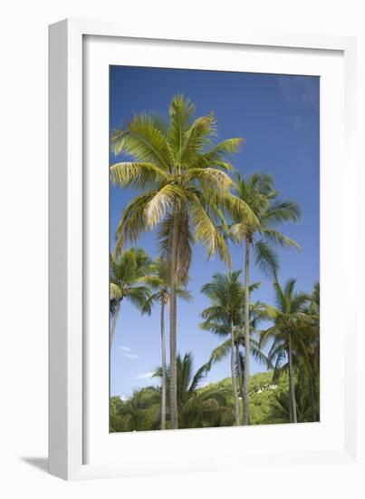 Palm Trees, Lambert Beach, Tortola, British Virgin Islands-Macduff Everton-Framed Photographic Print