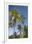 Palm Trees, Lambert Beach, Tortola, British Virgin Islands-Macduff Everton-Framed Photographic Print