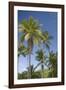 Palm Trees, Lambert Beach, Tortola, British Virgin Islands-Macduff Everton-Framed Photographic Print