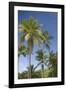 Palm Trees, Lambert Beach, Tortola, British Virgin Islands-Macduff Everton-Framed Photographic Print