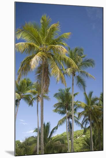 Palm Trees, Lambert Beach, Tortola, British Virgin Islands-Macduff Everton-Mounted Photographic Print