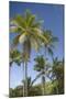 Palm Trees, Lambert Beach, Tortola, British Virgin Islands-Macduff Everton-Mounted Photographic Print