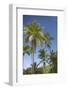 Palm Trees, Lambert Beach, Tortola, British Virgin Islands-Macduff Everton-Framed Photographic Print