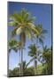 Palm Trees, Lambert Beach, Tortola, British Virgin Islands-Macduff Everton-Mounted Photographic Print