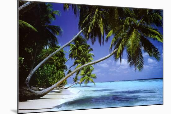 Palm Trees Leaning-Paul Steel-Mounted Poster