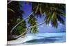 Palm Trees Leaning-Paul Steel-Mounted Poster