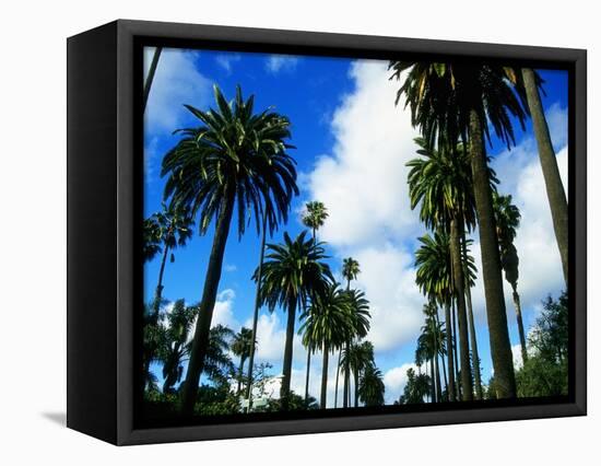 Palm Trees Lining Street-Randy Faris-Framed Stretched Canvas