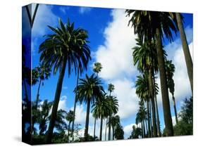 Palm Trees Lining Street-Randy Faris-Stretched Canvas