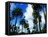 Palm Trees Lining Street-Randy Faris-Framed Stretched Canvas