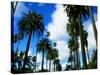 Palm Trees Lining Street-Randy Faris-Stretched Canvas